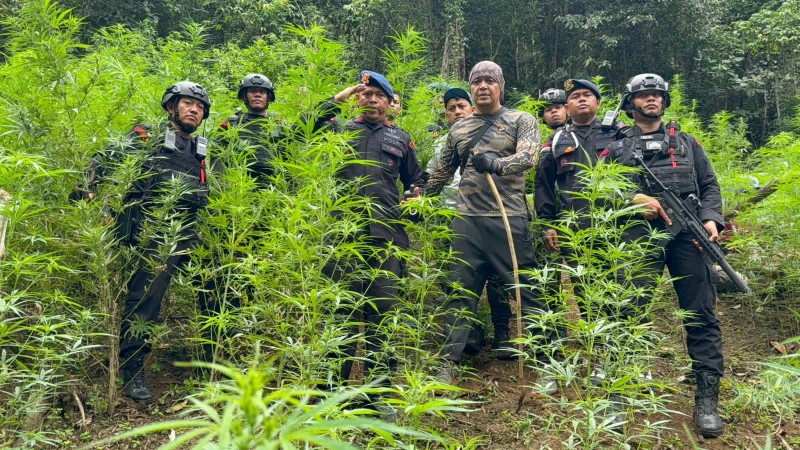 Sat Brimob Polda Sumut Temukan Dan Musnahkan Ladang Ganja Seluas 10 Hektare Di Mandailing Natal