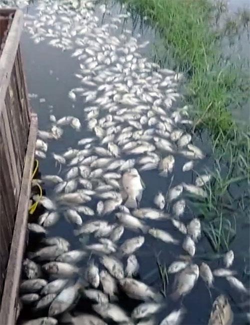 Tercemar LimbahbTPA Marelan, Ribuan Ikan dan Udang Tambak Mati