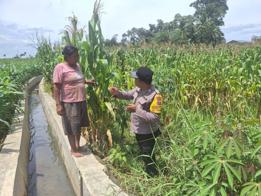 Polsek Siantar Marihat Sambangi Warga Binaan di Perladangan Jagung