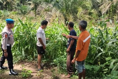 Kapolsek Silangkitang Diwakili Kanit Provost Mengeceka Perkembangan Penanaman Jagung Serentak Kuartal IV Di Desa Duka Dame