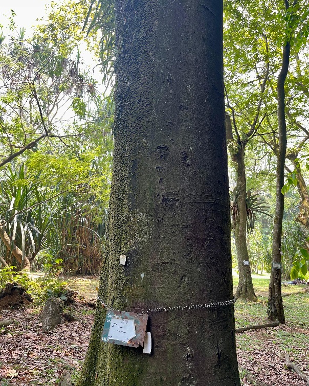 Menanam Harapan Kembalinya Pohon Langka di Tengah Kota