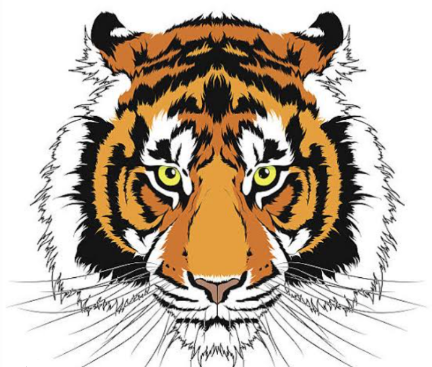 Penampakan Dua Harimau Sumatera di Perladangan  Desa  Siamporik - Kualuh Selatan