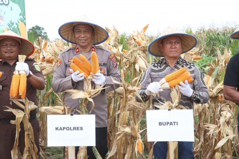 Polri Turun ke Ladang, Panen Raya Jagung Serentak di Simalungun Jadi Bukti Nyata Dukungan Ketahanan Pangan