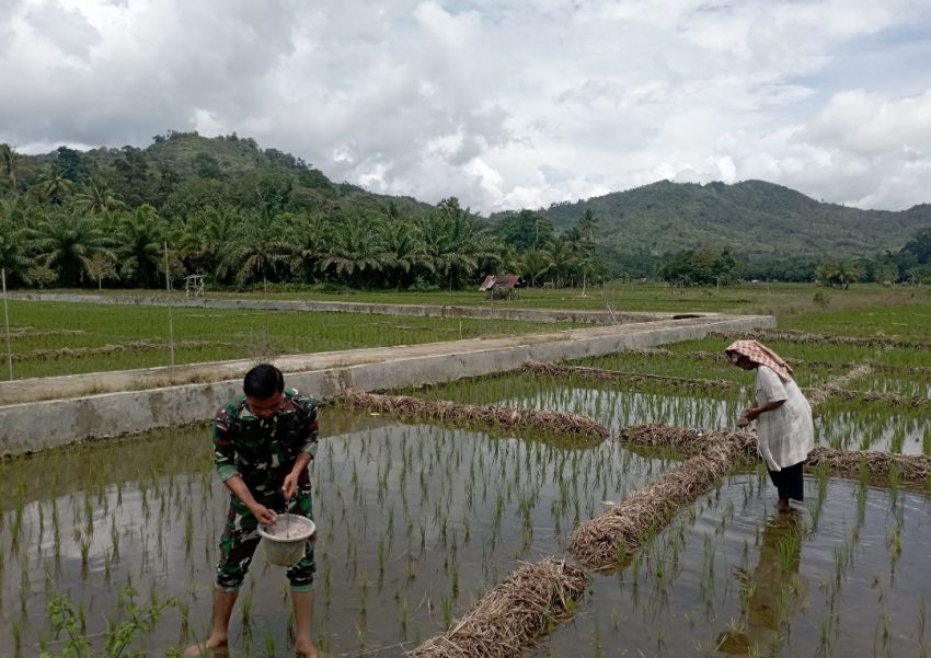 Satgas TMMD ke-127 Kodim 0212/Tapsel Berpacu Melakukan Kebaikan Memupuk Padi Masyarakat di Sangkunur