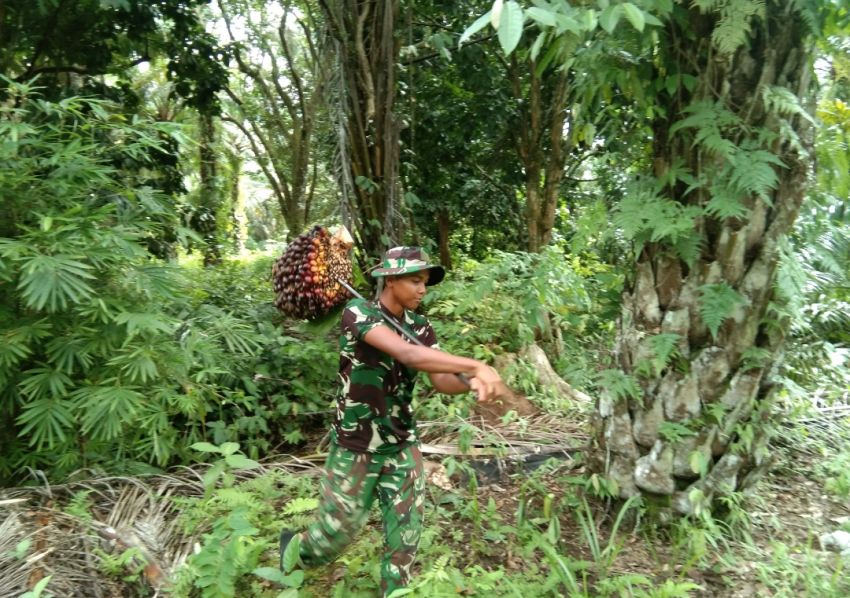 Perduli Kepada Petani Sawit, Satgas TMMD ke-127 Kodim 0212/ Tapsel Bantu Masyarakat Memanen