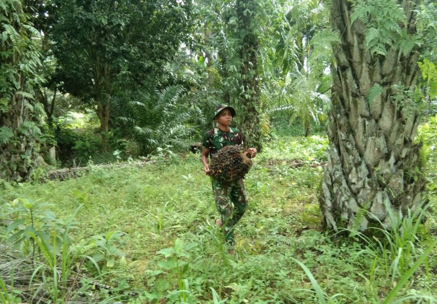 TNI Siap Ditugaskan Dimanapun, Satgas TMMD ke-127 Kodim 0212/Tapsel Bantu Masyarakat Petani Sawit di Kecamatan Angkola Sangkunur