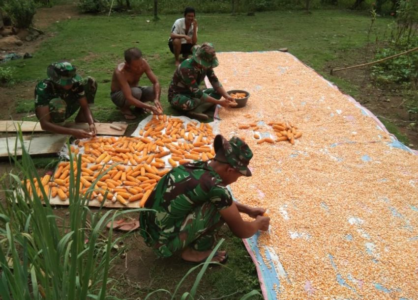 Perduli Kepada Petani Jagung, Satgas TMMD ke -127 Kodim 0212/Tapsel Bantu Warga Jemur Jagung
