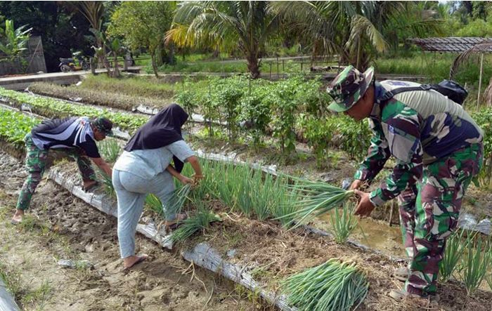 Dipagi Nan Cerah Satgas TMMD ke -127 Kodim 0212/ Tapsel Bantu Masyarakat Kelurahan Sangkunur Panen Daun Bawang