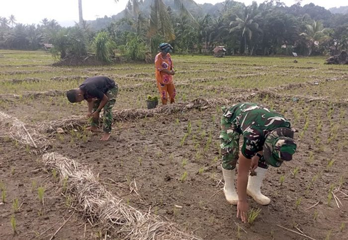 Satgas TMMD ke -127 Kodim 0212/ Tapsel  Bantu Masyarakat Tanam Padi di Lingkungan l Sangkunur