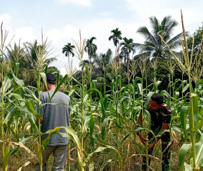 Satgas TMMD ke-127 Kodim 0212/Tapsel Ikut Membantu Panen Jagung di Desa Pasir Batu Kec Angkola Sangkunur