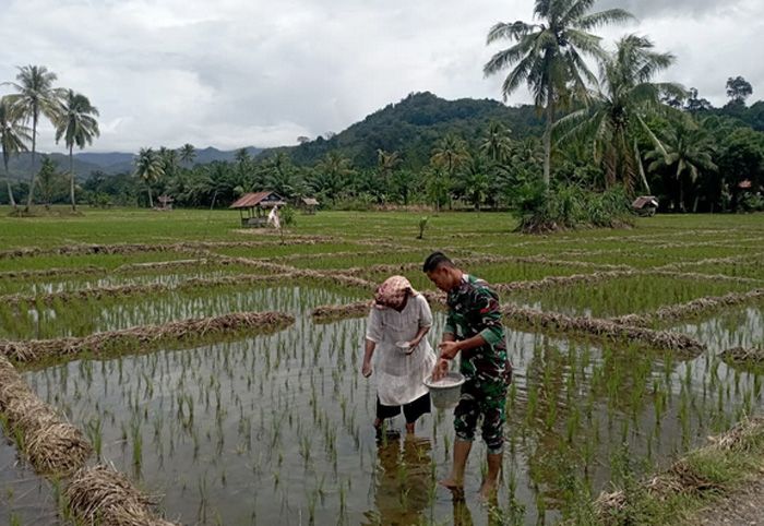 Satgas TMMD ke -127 Kodim 0212/ Tapsel Bergelut Dibawah Terik Matahari Bantu Masyarakat Sangkunur Memupuk Padi