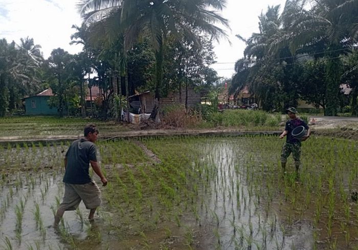 Ramadan Tidak jadi Halangan Bagi Satgas TMMD ke -127 Kodim 0212/ Tapsel Bantu Petani Padi Memupuk Tanamannya