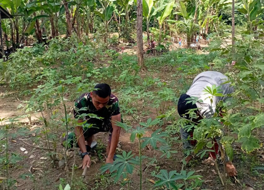 Dibawah Terik Panas Matahari, Satgas TMMD ke-127 Kodim 0212/ Tapsel Semangat Bantu Bersihkan Tanaman Masyarakat