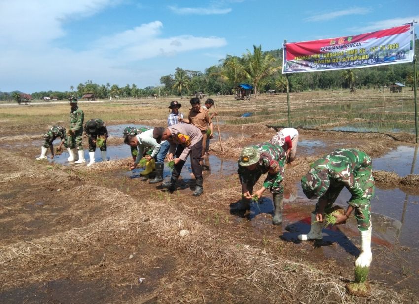 Ketahanan Pangan Bukti Dukungan Nyata Program TNI, Satgas TMMD ke-127 Kodim 0212/Tapsel Laksanakan Penanaman Padi di Desa Simataniari