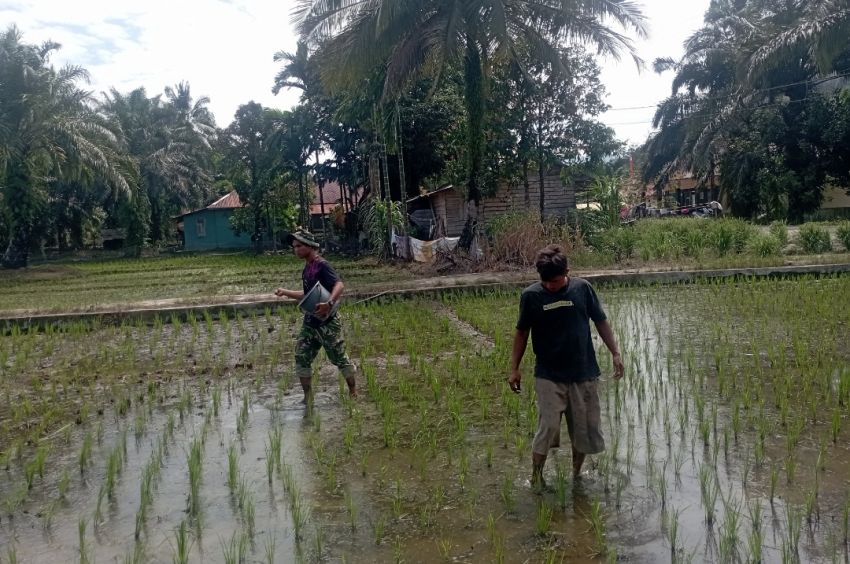 Agar Kualitas Lebih Baik, Satgas TMMD ke-127 Kodim 0212/Tapsel Bantu Petani Memupuk Padi di Kecamatan Angkola Sangkunur