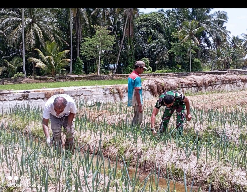 Agar Hasil Panen Bisa dijual Untuk Kebutuhan Selama Bulan Suci Ramadhan, Satgas TMMD ke-127 Kodim 0212/Tapsel Bersihkan Rumput Petani