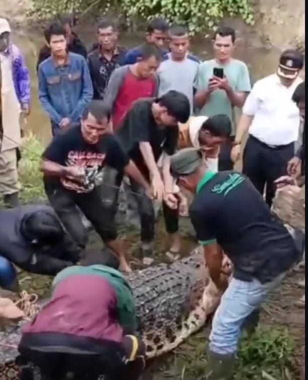 IRT Pencari Kerang Tewas Diterkam Buaya