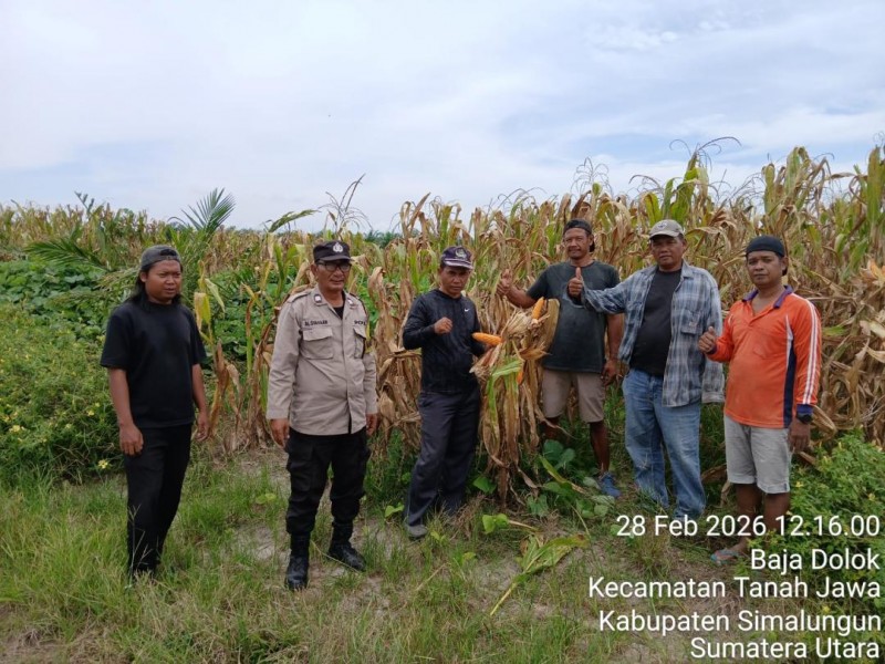 Bhabinkamtibmas Polsek Tanah Jawa Cek Lahan Jagung Ketahanan Pangan, Panen Senin Depan dan Siap Dijual ke BULOG