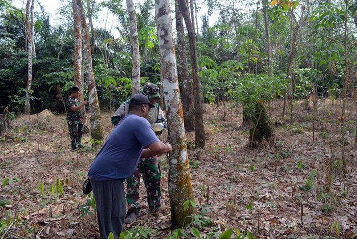 Berpacu Dengan Program Fisik, Satgas TMMD ke-127 Kodim 0212/Tapsel  Bantu Petani Menderes Kebun Karet Masyarakat Angkola Sangkunur