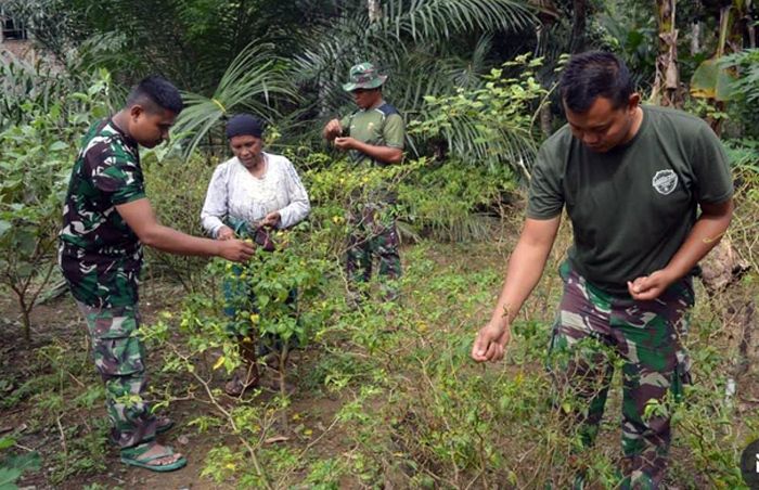Satgas TMMD Ke-127 Kodim 0212/Tapsel Bantu Warga Kecamatan Angkola Sangkunur Petik Daun Singkong dan Cabai