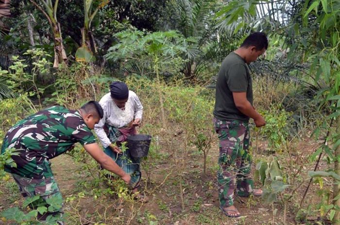 Bentuk Kepedulian TNI Ringankan Beban Petani, Satgas TMMD ke-127 Kodim 0212/ Tapsel Terjun Membantu Masyarakat Memetik Cabai di Angkola Sangkunur