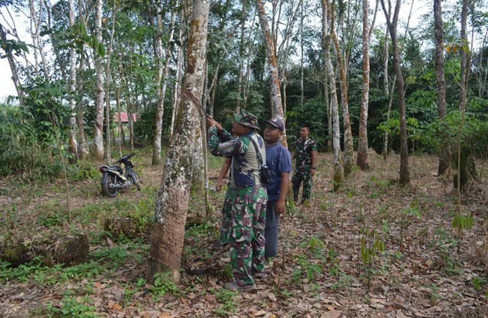 Satgas TMMD ke -127 Kodim 0212/Tapsel Penuh Dengan Telaten Membantu Warga Angkola Sangkunur Deres Kebun Karet