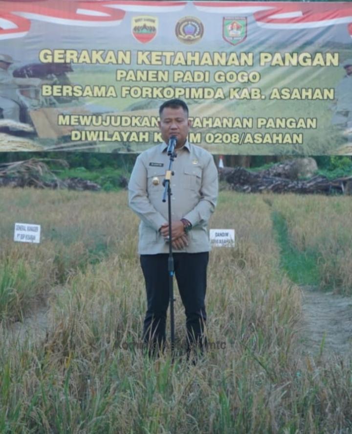 Kodim 0208/Ash Panen Padi Gogo, Pemkab Asahan Berikan Apresiasi