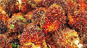 Harga  TBS Nagan Raya Berkisaran Rp Rp2.800/kg hingga Rp3.000/kg