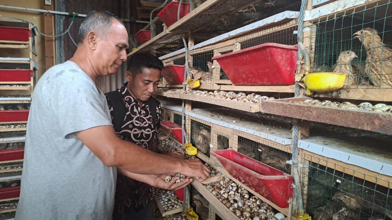 Produksi Telur Puyuh Melimpah, BUMG Harapan Bersama Gampong Tepi Air, Terkendala Pemasaran