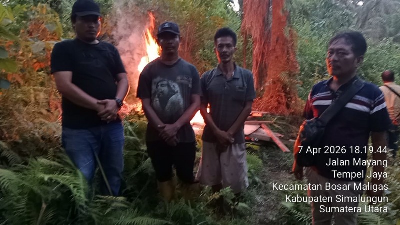 Lapak Haram Di Perladangan Nagori Boluk Digerebek Dan Dibakar