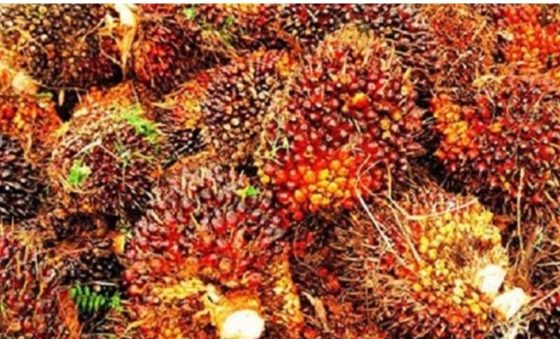 Harga TBS Terjun Bebas, Petani Sawit Mengeluh