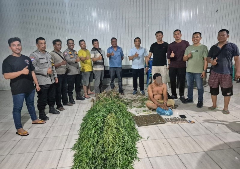 Temukan Tanaman Ganja, Polsek Tanjung Morawa Polresta Deli Serdang Amankan Pelaku