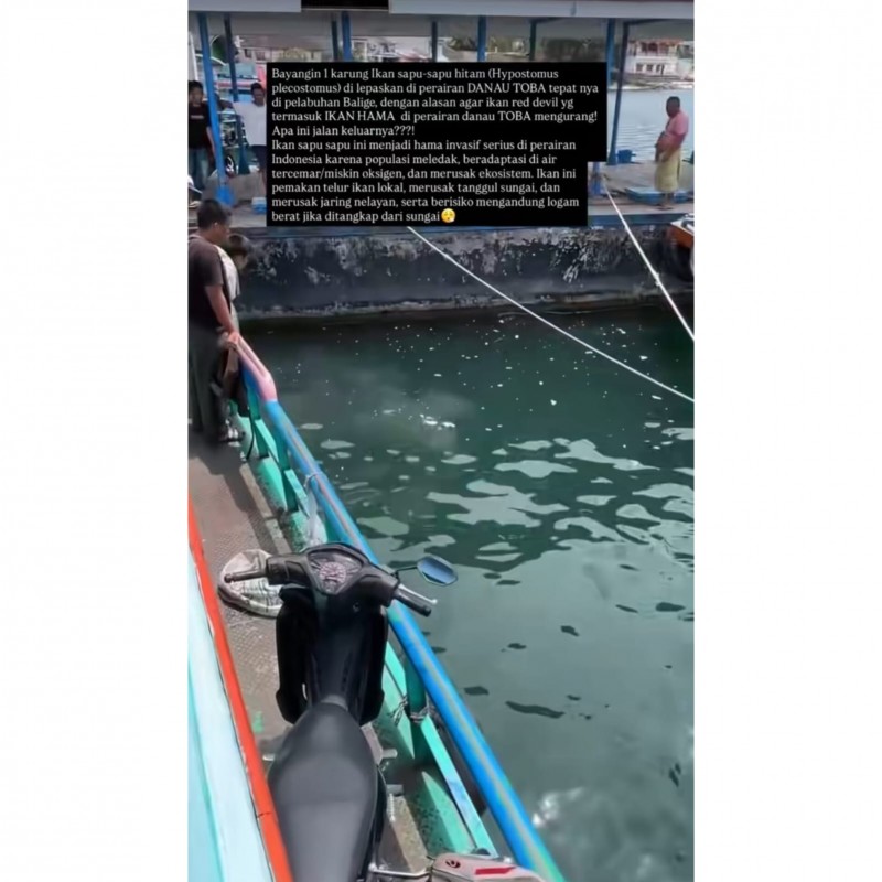 IKAN SAPU - SAPU DI DANAU TOBA: SAAT SOLUSI MENJADI MASALAH BARU