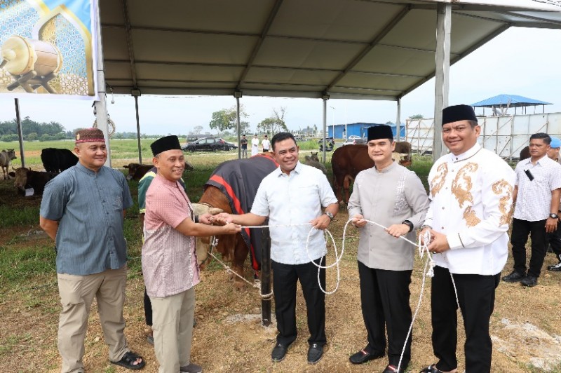 Polda Sumut Sembelih 31 Ekor Sapi di Hari Raya Idul Adha & Dibagikan dalam 4.976 Paket, Sapi Kurban Kapolda Berbobot 1 Ton