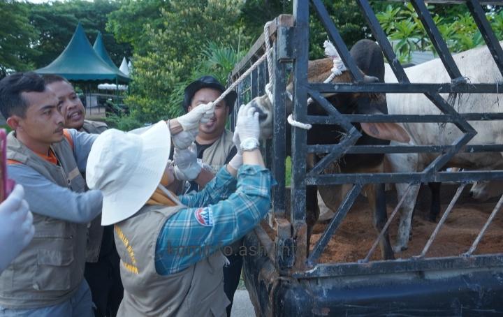Hewan Qurban Yang Dipotong Dipastikan Layak Dan Sehat