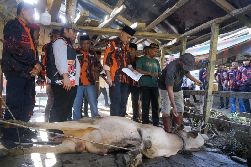 Ketua MPW PP Sumut Musa Rajekshah Qurban Sapi Tempat Korban Pascabencana Banjir