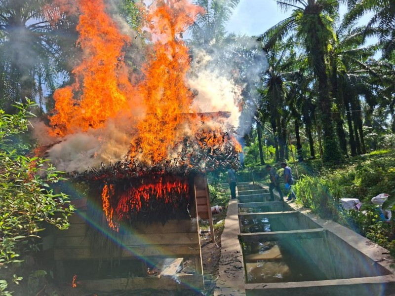 Polres Simalungun Gerebek dan Bakar Gubuk Sarang Narkoba, Lima Tersangka Diringkus