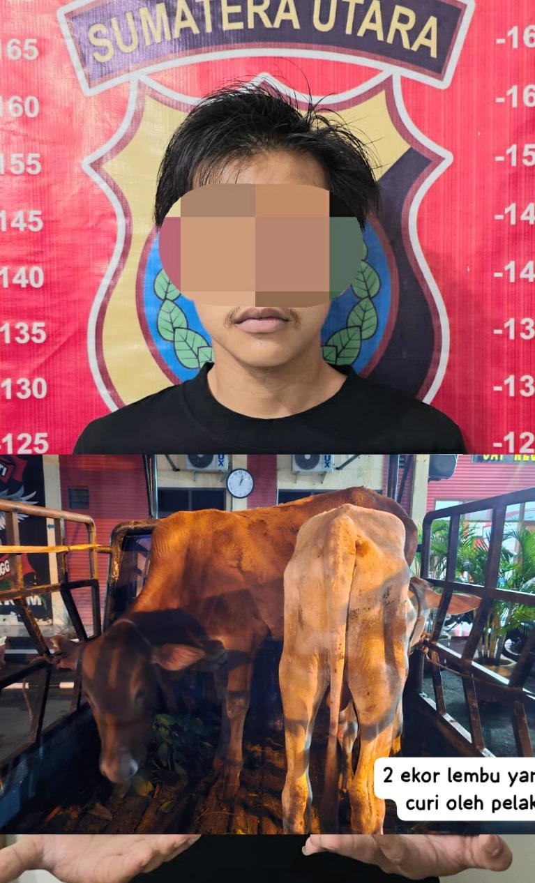 Jelang Idul Adha, 2 Ekor Lembu Hilang