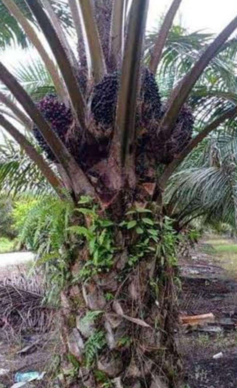 Bupati Padang Lawas Tidak Acuh Nasib Petani Sawit