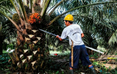 Harga TBS Sawit Di Provinsi Sumatera Utara Periode 27 Mei - 2 Juni 2026, Usia 10 - 20 Tahun Turun Rp 649,80 / kg