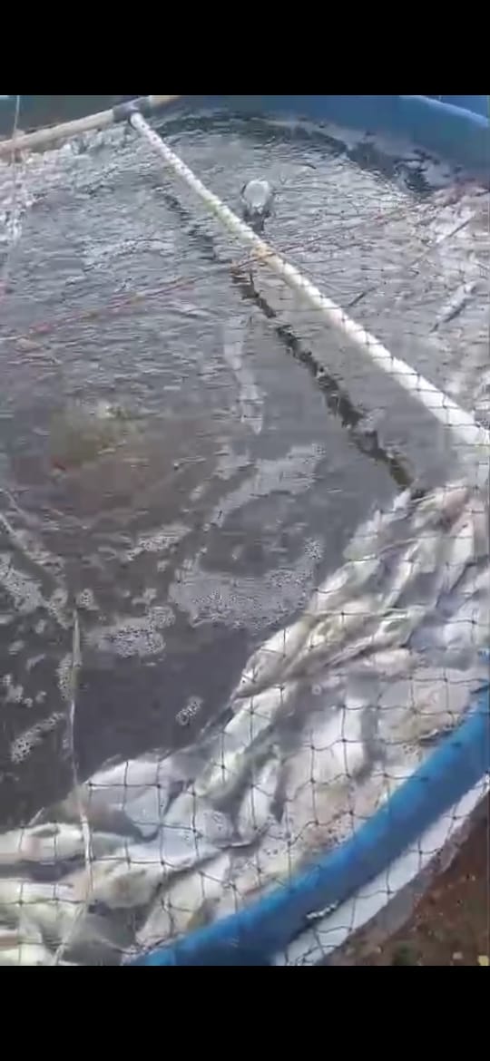 Black Out Sumatera Berujung Petaka di Madina, Ratusan Kilo Ikan Mati dan Peternak Rugi Puluhan Juta