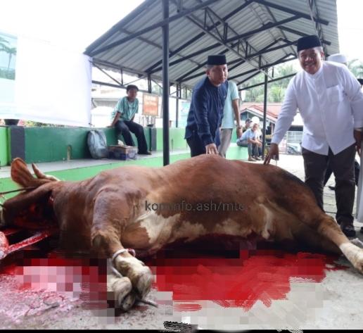 101 Ekor Hewan Qurban Dalam Kondisi Layak Konsumsi Dan Sehat