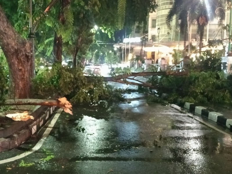 Hujan Deras dan Angin Kencang, Pohon Tumbang Blokir Jalan di Depan Kantor Walikota Medan