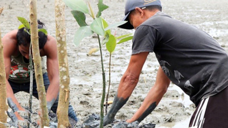 Merawat Mangrove, Memberi Rumah Baru Bagi Biota Laut, Berdampak Positif Bagi Masyarakat Pesisir