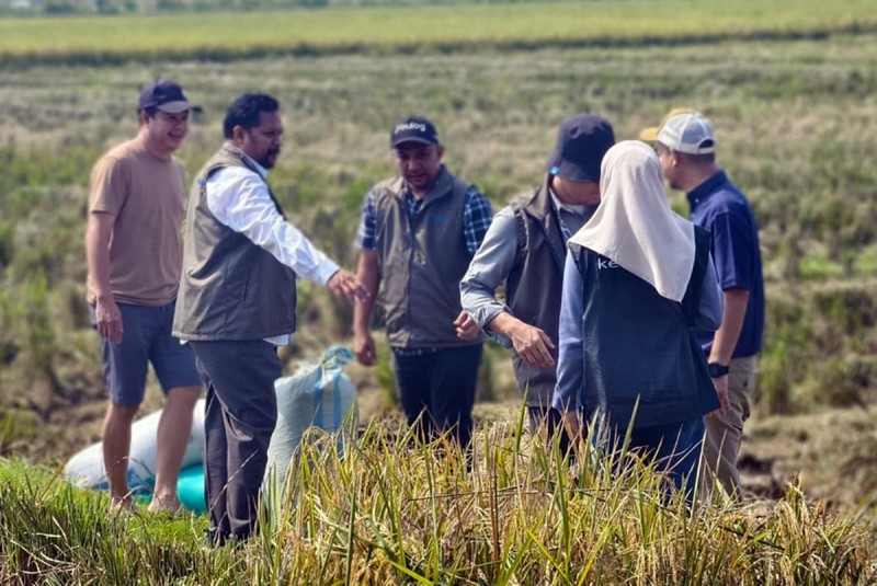 Begitu Ada Panen, BULOG Langsung ke Sawah, Gabah Dibeli Rp6.500 Dibayar Penuh via Transfer