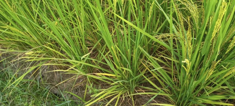 Sawah di Kedai Runding Aceh Selatan Mengering, Petani Khawatir Gagal Panen Akibat Krisis Air Irigasi