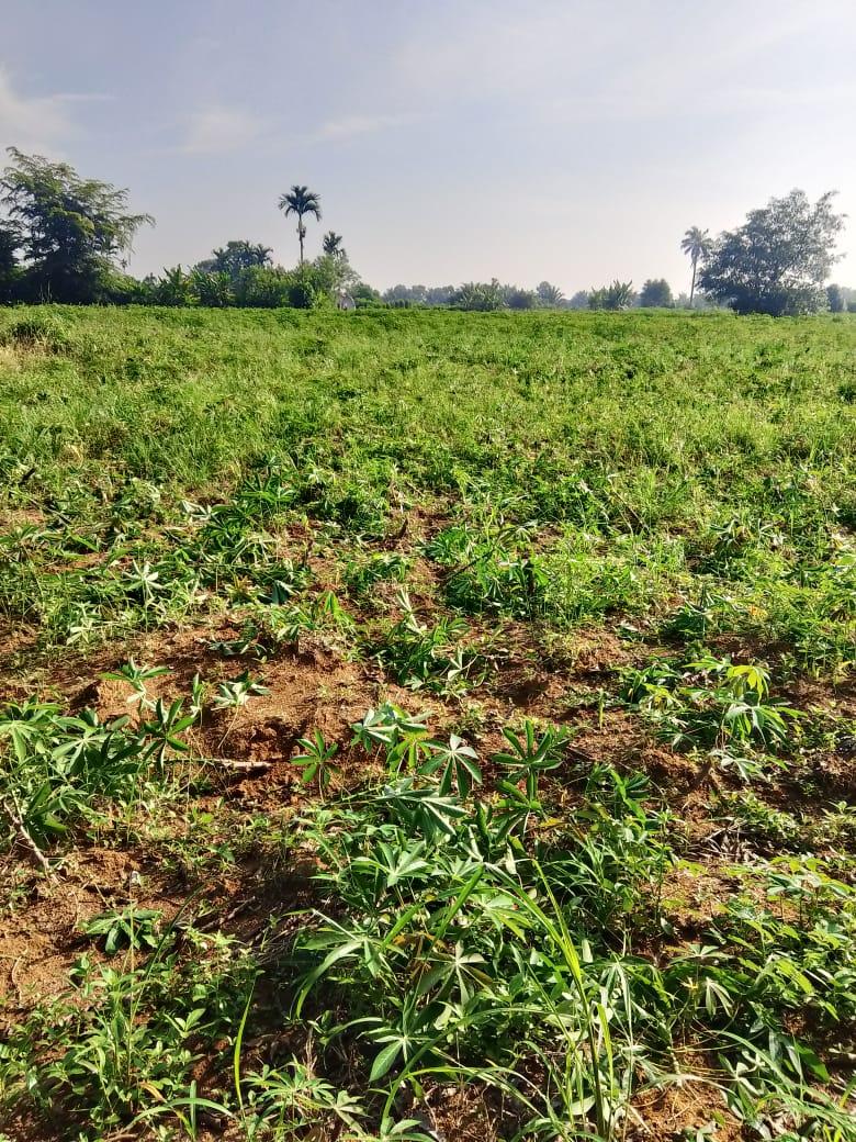 Diduga Disabotase OTK, Ratusan Tanaman Ubi Petani di Deli Serdang Dirusak, Program Ketahanan Pangan Terancam