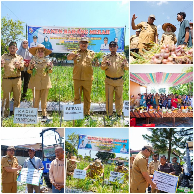 Panen Bawang di Beringin, Si Pandai Siap Jamin Pasar dan Harga Petani Deli Serdang