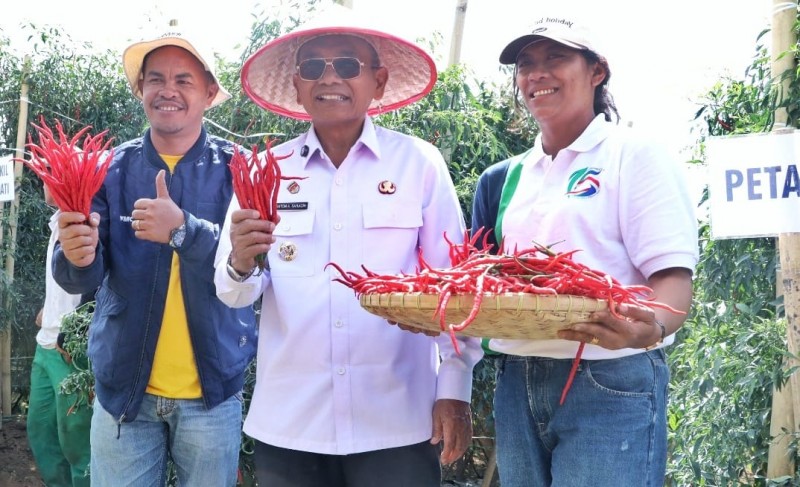 Tingkatkan Kesejahteraan Petani, Bupati Simalungun Panen Cabai Lokal Siboras