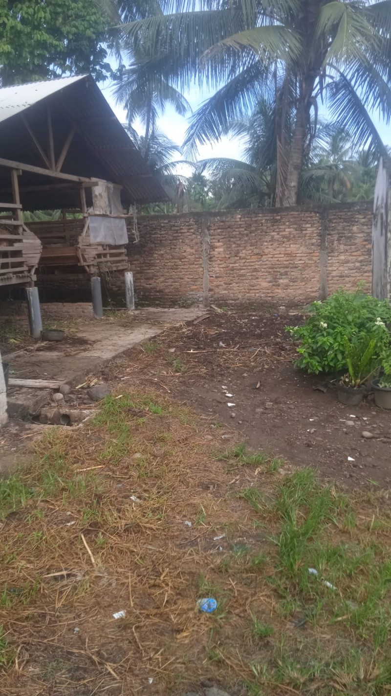 Ulat Belatung Serang Rumah Warga, Ada Kambing Ilegal Desa Jati Kesuma Namorambe